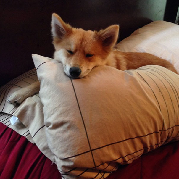 Meet Mya, The Pomeranian-Husky Mix That Looks Just Like A Little Fox (9 Pics)