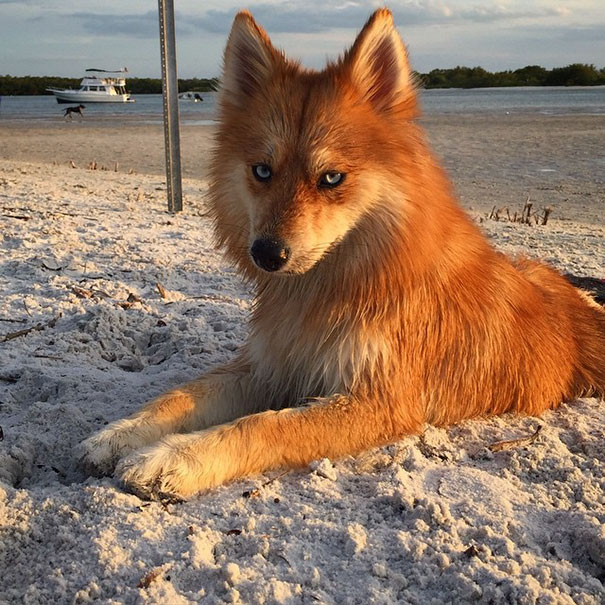 Meet Mya, The Pomeranian-Husky Mix That Looks Just Like A Little Fox (9 Pics)