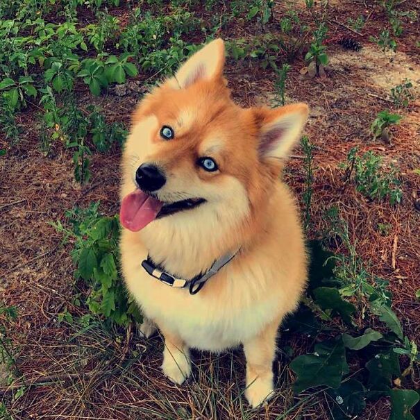 Meet Mya, The Pomeranian-Husky Mix That Looks Just Like A Little Fox (9 Pics)