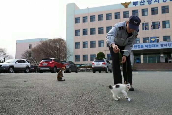 Pregnant Stray Cat Wanders Into A Police Station And Chooses It As Her Family&rsquo;s Forever Home (8 Pics)