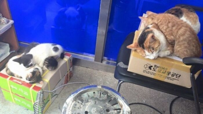 Pregnant Stray Cat Wanders Into A Police Station And Chooses It As Her Family&rsquo;s Forever Home (8 Pics)