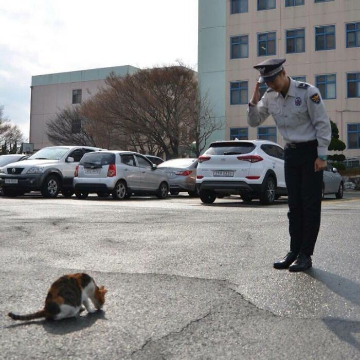 Pregnant Stray Cat Wanders Into A Police Station And Chooses It As Her Family&rsquo;s Forever Home (8 Pics)