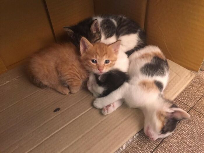 Pregnant Stray Cat Wanders Into A Police Station And Chooses It As Her Family&rsquo;s Forever Home (8 Pics)