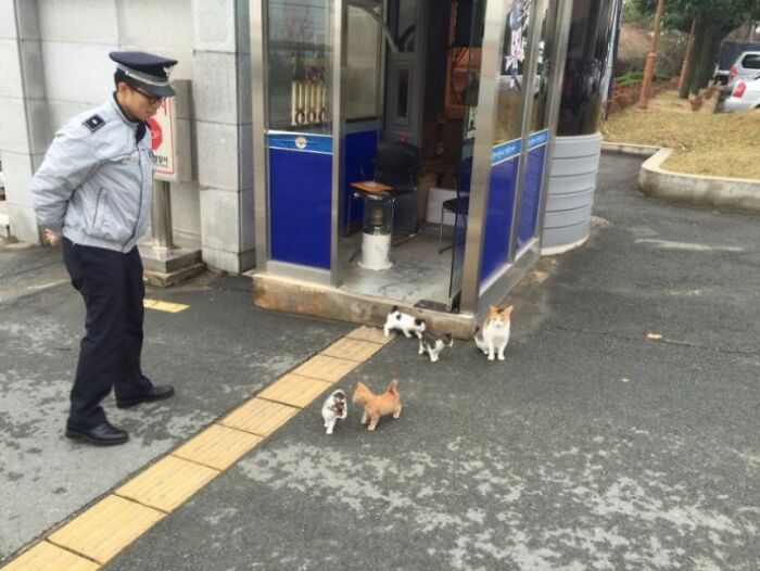 Pregnant Stray Cat Wanders Into A Police Station And Chooses It As Her Family&rsquo;s Forever Home (8 Pics)