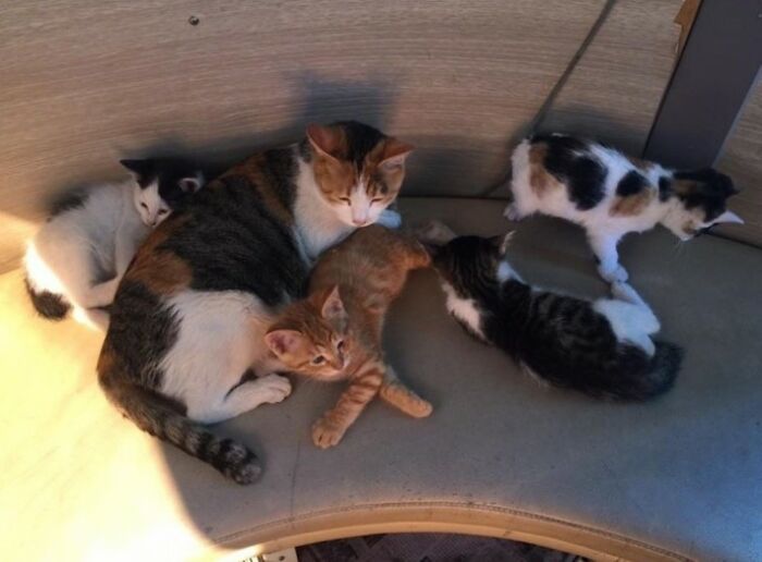 Pregnant Stray Cat Wanders Into A Police Station And Chooses It As Her Family&rsquo;s Forever Home (8 Pics)