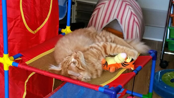 Renni & His Beloved Tigger, Chewed/Scratched To Death Now. Rip Tigger, Sorry I Couldn't Save You