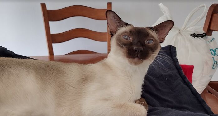 I Don't Know What This Face Means, But I Find It Hilarious!