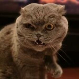 henrymcclaran avatar