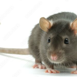 signupforr4ndom4pps avatar