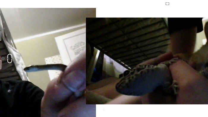 I Have Five But I Wanna Show My Cutest Babies The Snake Is Mine The Gecko Is My Isters