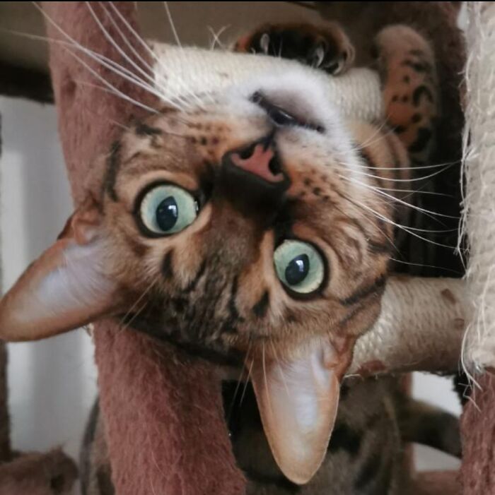 This Is My Bengal Cat. Her Name Is Cora And She's Super Cute!!