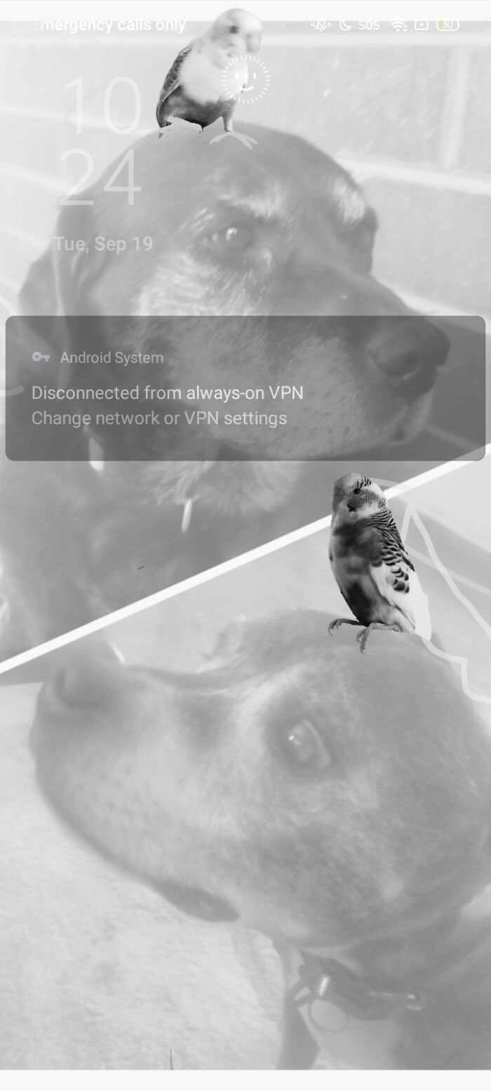 My Family's Dogs And My Two Budgies