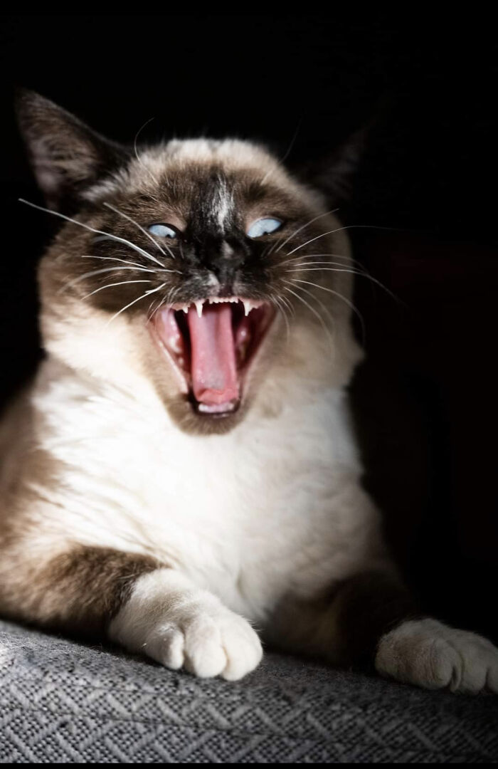 I Vant To Suck Your Blooood!!