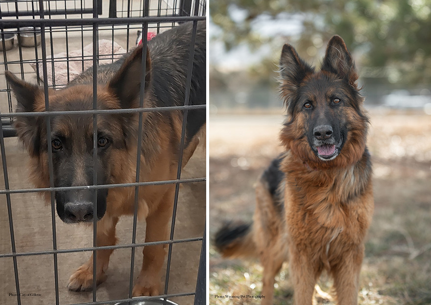 Before and after shots of Angel, a shelter dog's photo getting retaken