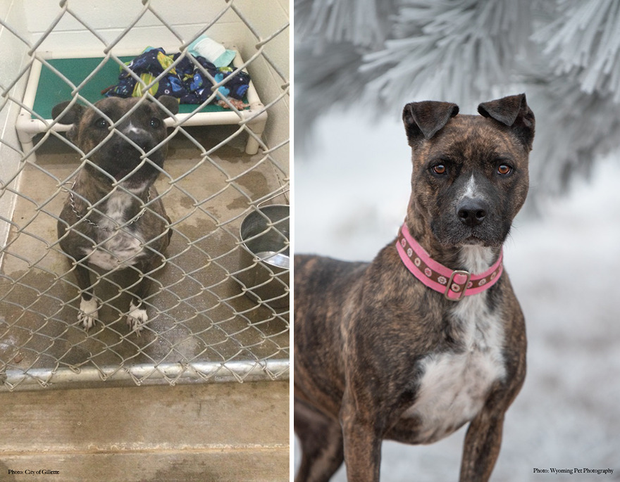 Before and after shots of Baby, a shelter dog's photo getting retaken