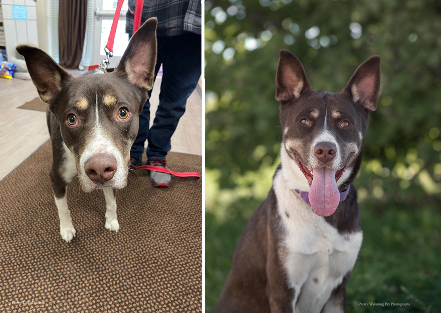 Before and after shots of Coco, a shelter dog's photo getting retaken