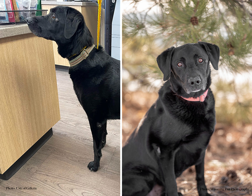 Before and after shots of Pete, a shelter dog's photo getting retaken