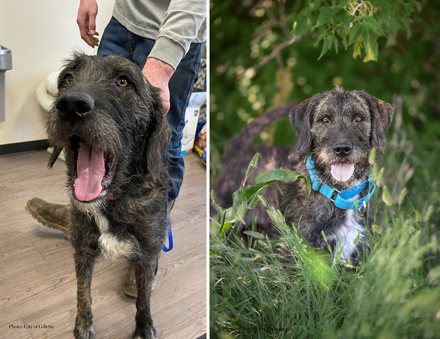Before and after shots of Piper, a shelter dog's photo getting retaken