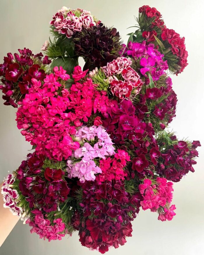 Colorful dianthus bouquet