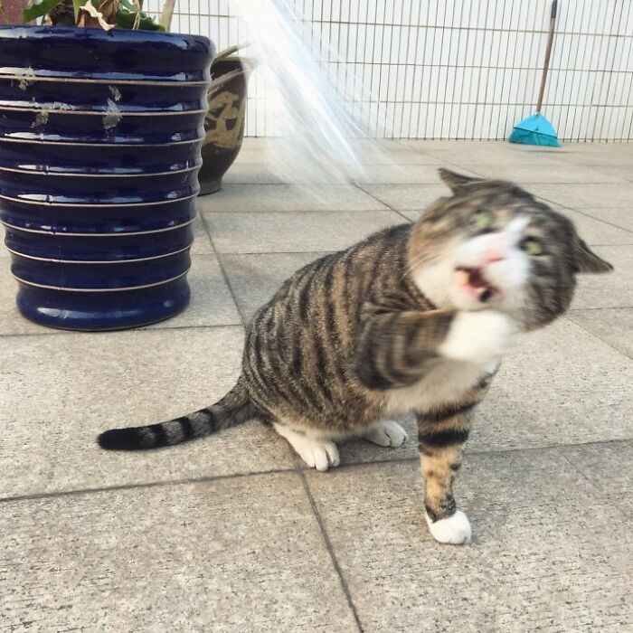 Meet Ah Fei, The Cat Who Deserves An Oscar For His Hilariously Dramatic Reactions (14 Pics)