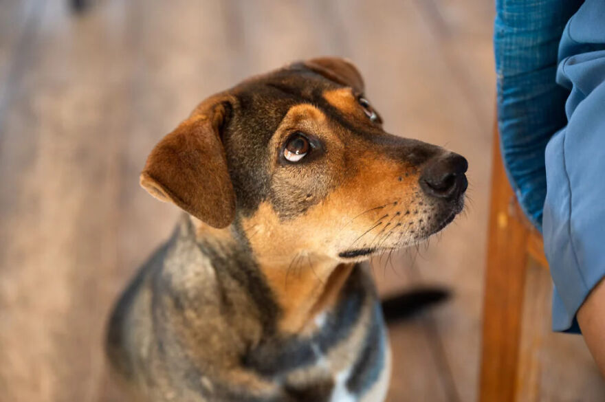 From Strays To Stars: How Bezubanwelfare Is Changing Lives In Bikaner