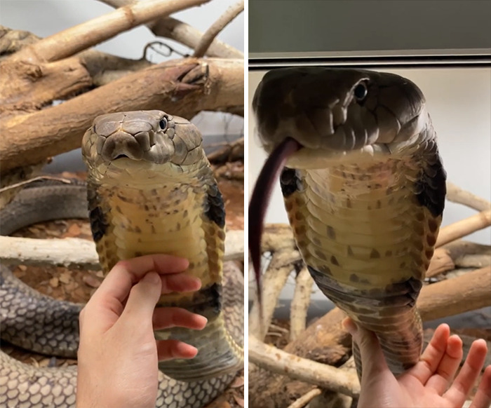 Caress Your Pet Cobra