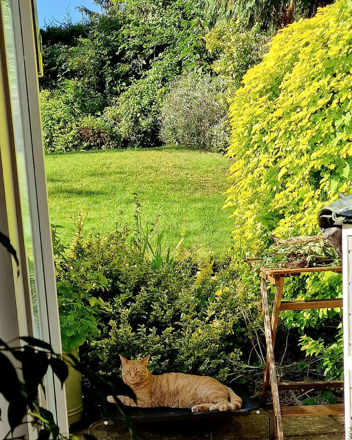 My Ginger Loaf Loving Life