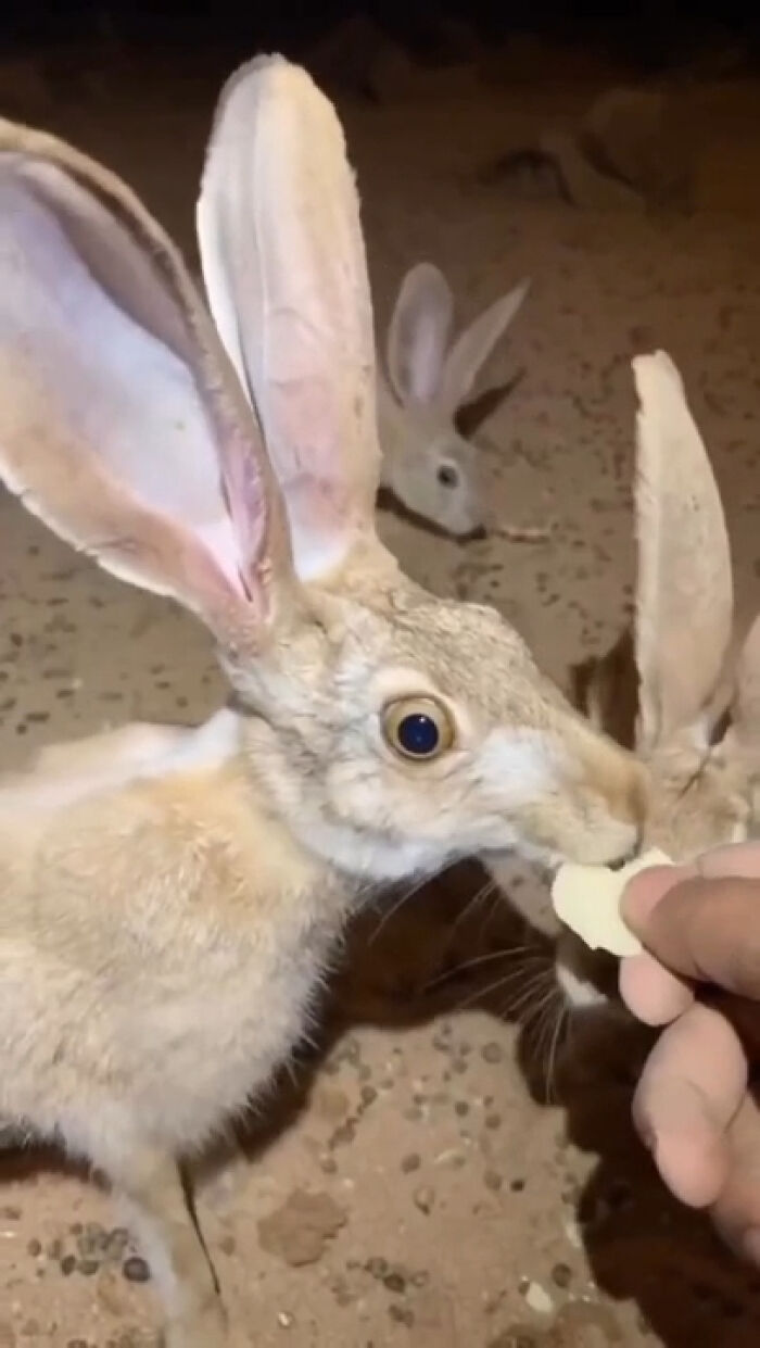 These Wild Hares Look A Little Extra Wild