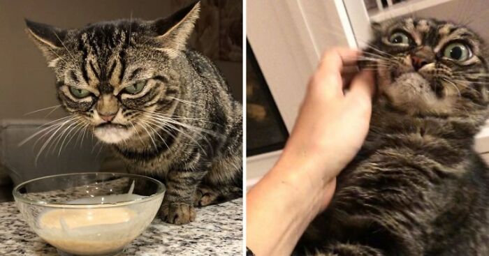 This Grumpy Cat Looks Like She Is Permanently Angry (11 Pics)