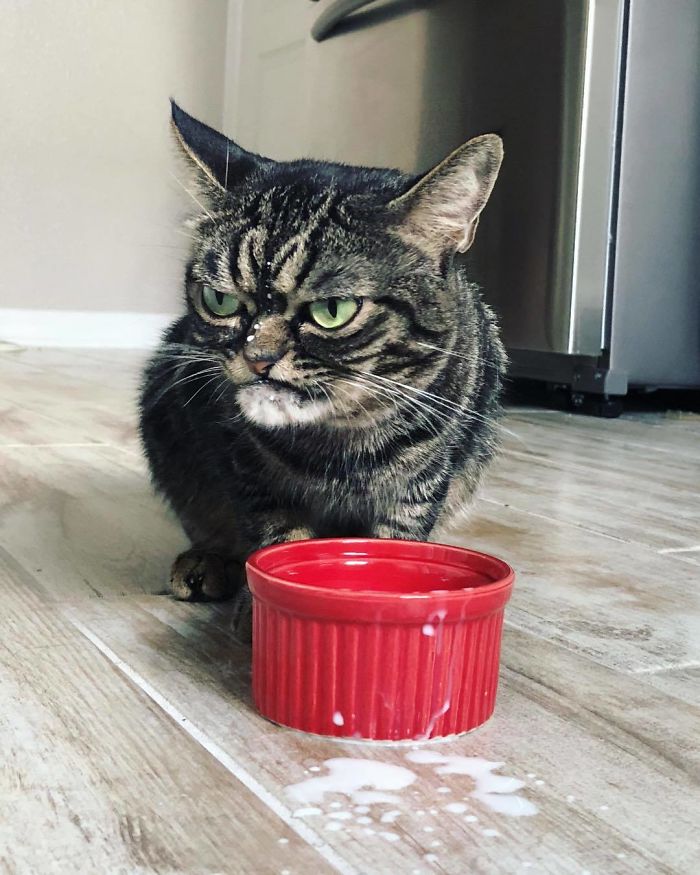 This Grumpy Cat Looks Like She Is Permanently Angry (11 Pics)
