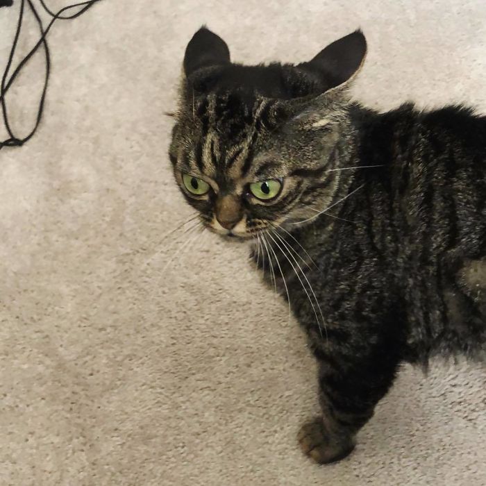 This Grumpy Cat Looks Like She Is Permanently Angry (11 Pics)