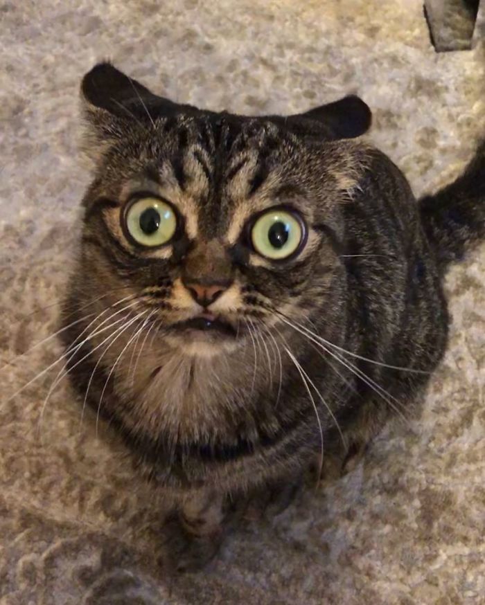 This Grumpy Cat Looks Like She Is Permanently Angry (11 Pics)