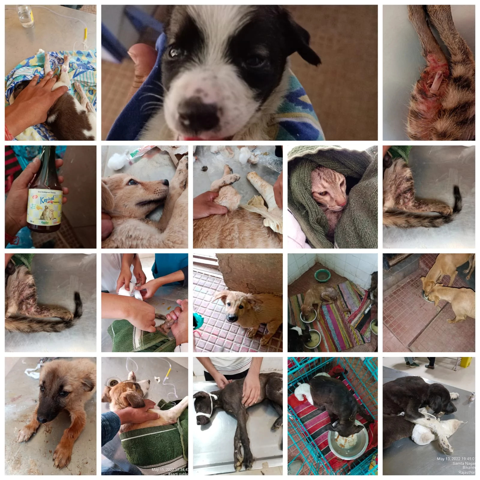 Bikaner’s Four-Legged Heroes: Bezubanwelfare’s Journey To Rescue Dogs