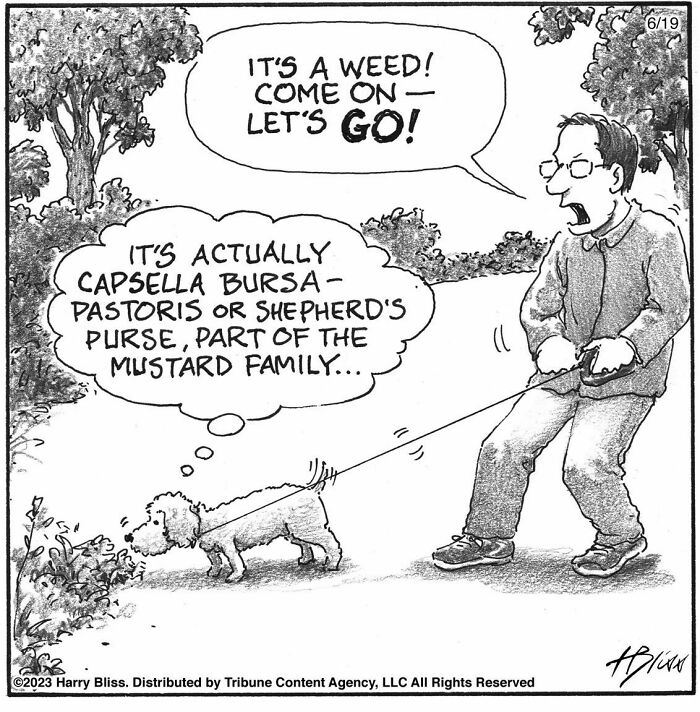 Witty And Intelligent Comics By Living Legend Harry Bliss