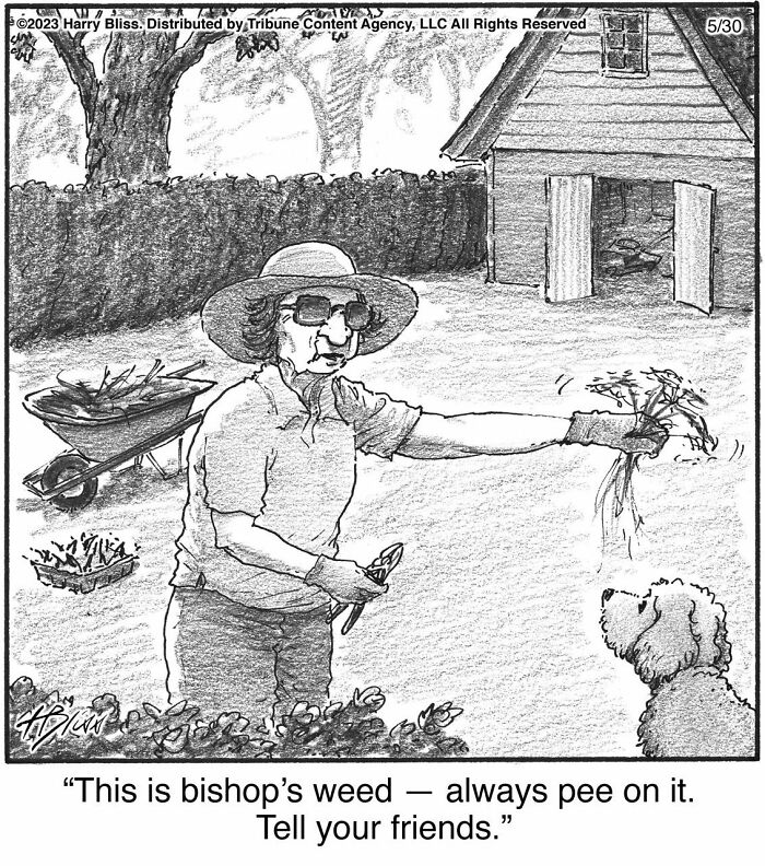 Witty And Intelligent Comics By Living Legend Harry Bliss