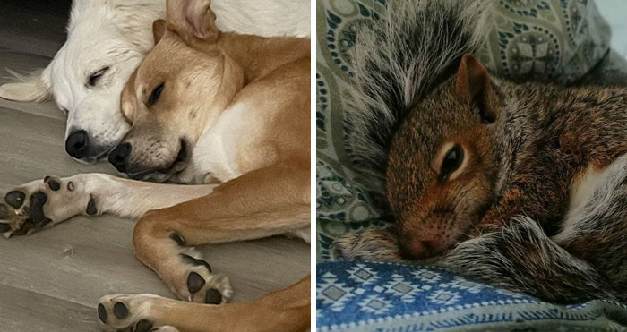 “I Haven’t Felt This Happy In A Long While”: 50 People Show Their Adorable Adopted Critters