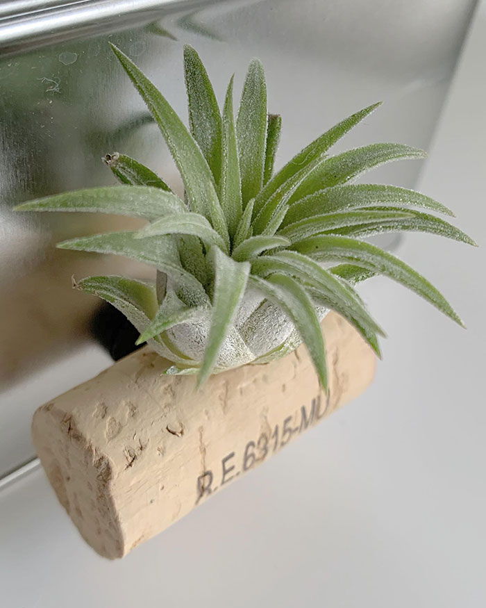 Air plant magnet on silver fridge.