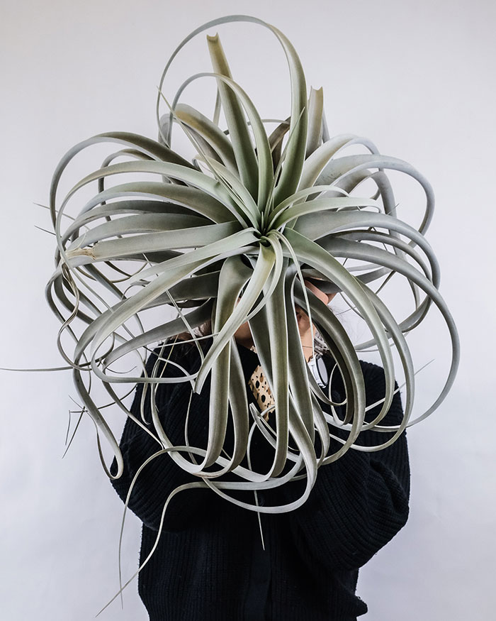 Girl holding a Tillandsia xerografica.
