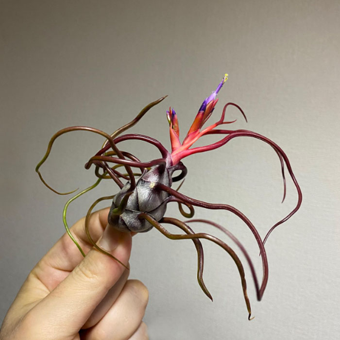 Tillandsia bulbosa in hand.