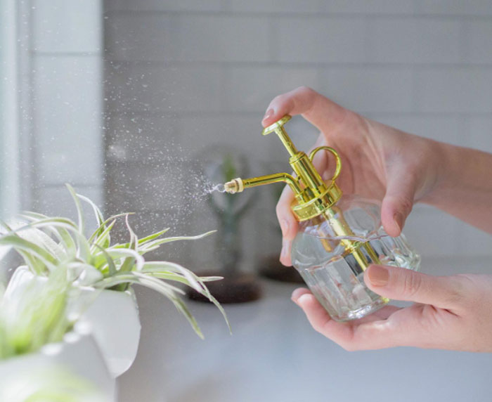 Women spraying water on air plant.