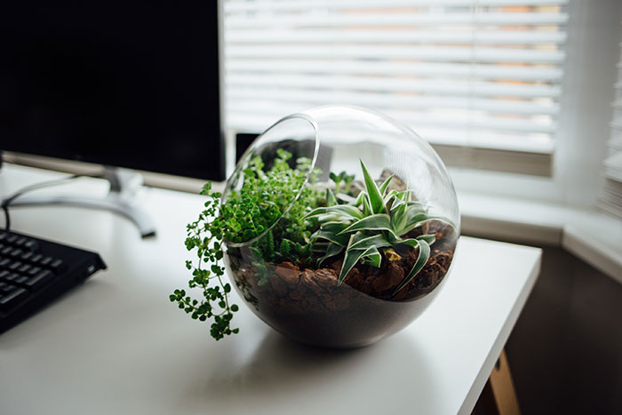 Glass terrarium on the white office desk.