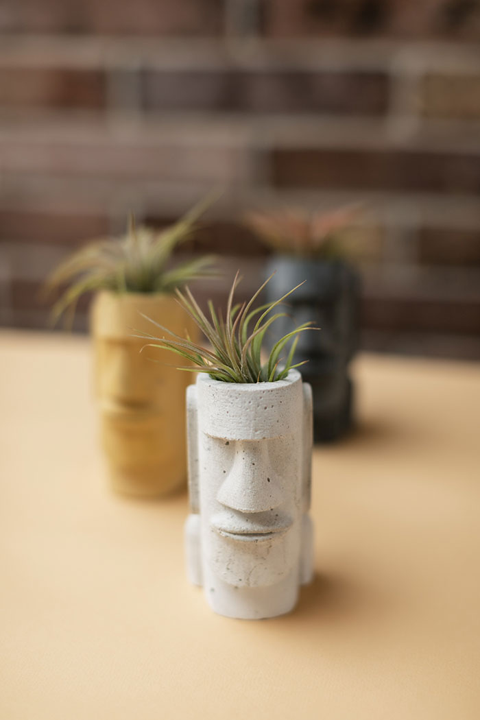 Air plant in concrete pot.