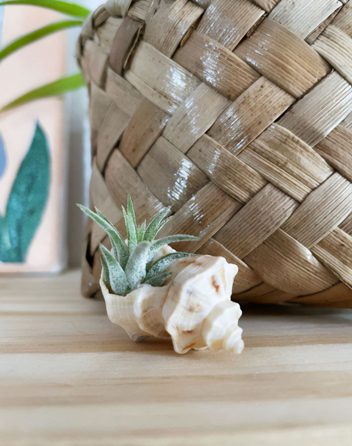 Air plant in seaside shell.