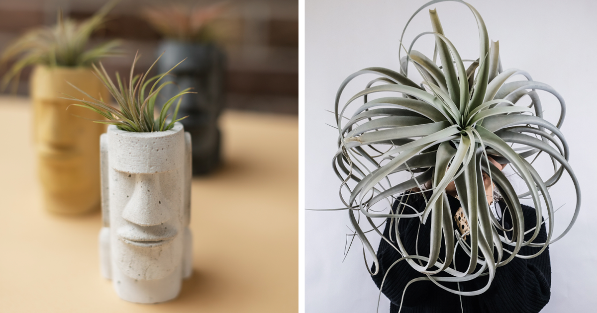 Air Plants Require No Soil: Full Care and Design Guide | Bored Panda