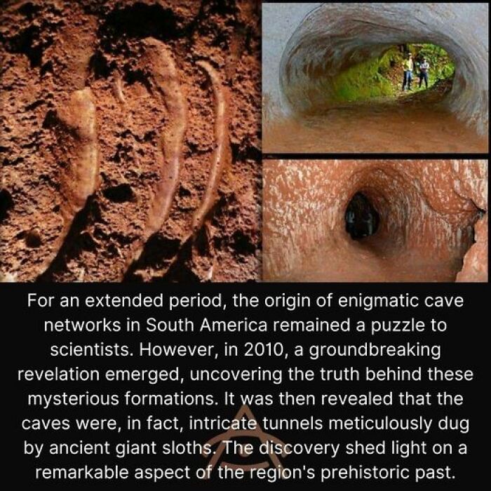 Behold The Gentle Giants Of The Past! Ground Sloths, A Diverse Group Of Mammals, Roamed The Americas For Countless Millennia. Stretching Their Range From Alaska To Argentina, These Magnificent Creatures Left An Indelible Mark On The Landscape. However, The Story Took A Somber Turn As The March Of Time Unfolded. By Around 10,000 Years Ago, A Combination Of Climate Change And Human Hunting Exacted A Heavy Toll, Leading To The Extinction Of All Mainland Species Of Ground Sloth. Their Disappearance Marked The End Of An Era And Left A Void In The Natural World They Once Called Home