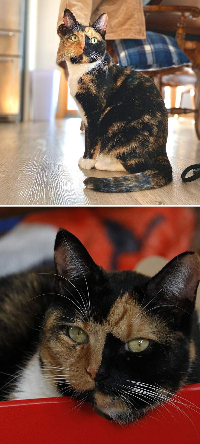 Interesting Cat's Fur Pattern