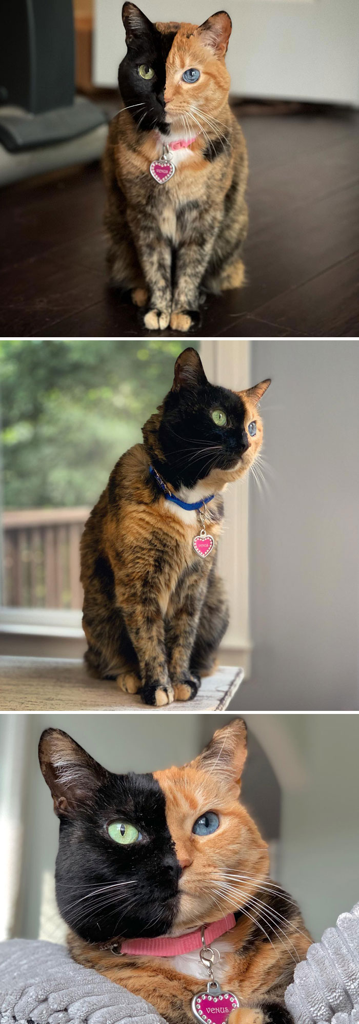 Venus The Two-Faced Cat