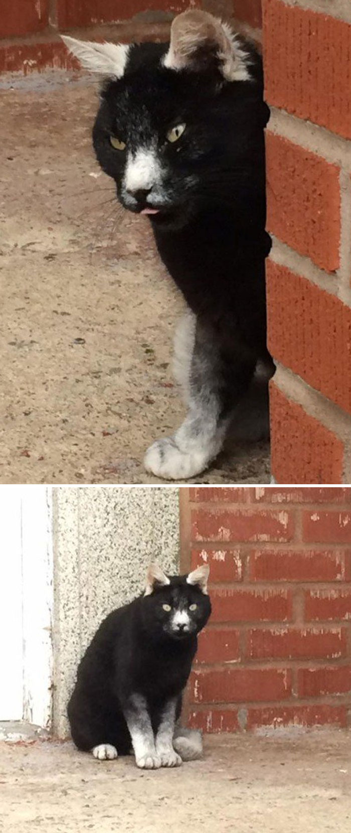 This Lurker With Interesting Fur Patterns