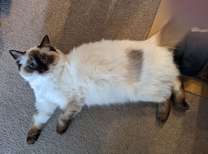 My Cat's Fur Grew Back In Different Colors After She Was Shaved During Neutering