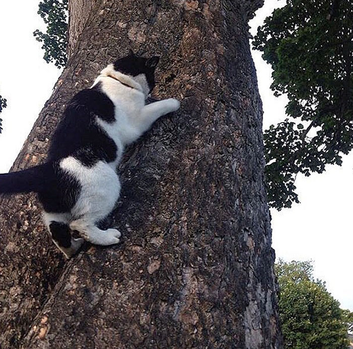 My Friend's Cat's Fur Looks Like Another Cat